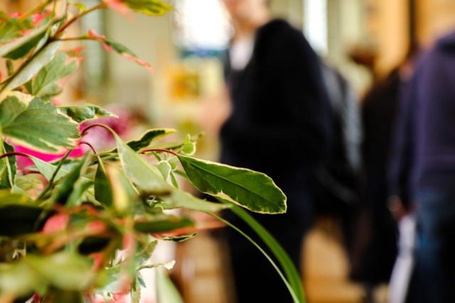 Plants on display at the 2016 Produce Show